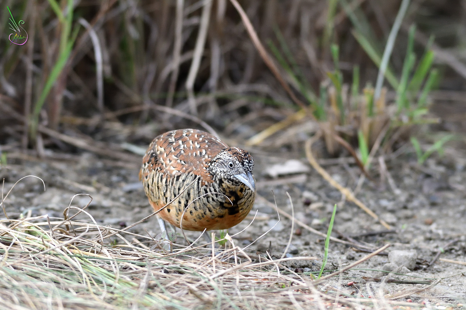 Barred_Buttonquail_1713