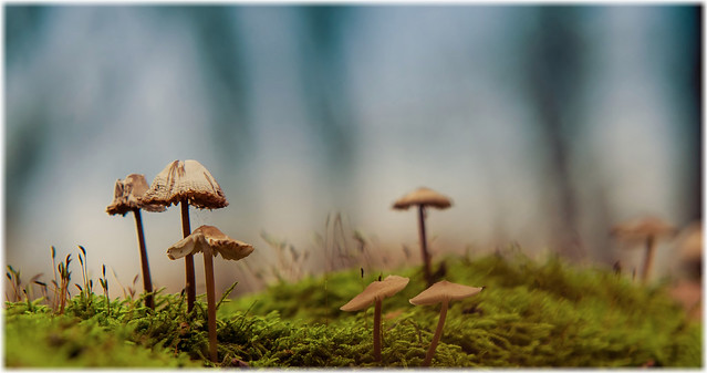 Fungi landscape
