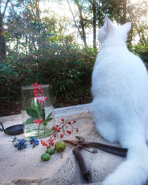 冬のスワッグを猫とつくる朝 my botanical life.