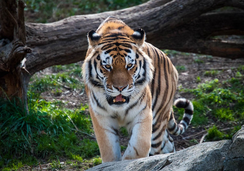 Sumatran Tiger on the Prowl