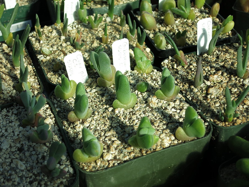 ONE 2+yr Seedling! Mesemb Plant--Conophytum maughanii SH1216- 