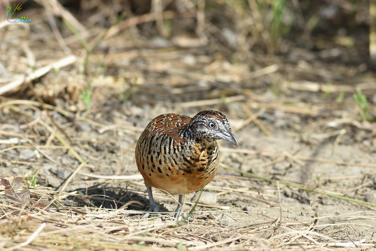 Barred_Buttonquail_2610