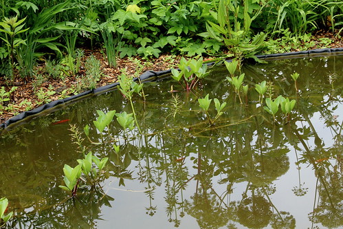 Menyanthes trifolium - ményanthe trifolié, trèfle d'eau 21923542234_afd43813f7