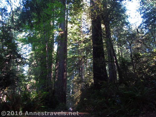 Early on along the Lady Bird Johnson Grove Trail, Redwood National Park, California