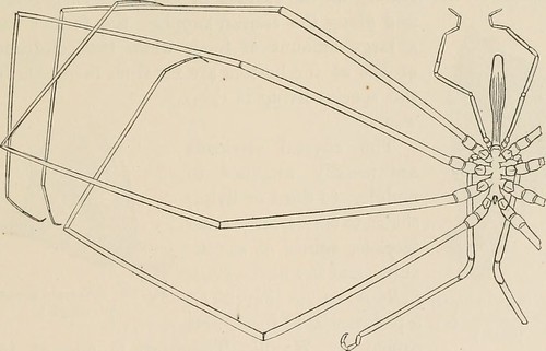 Image from page 96 of "A contribution to American thalassography; three cruises of the United States Coast and geodetic survey steamer "Blake," in the Gulf of Mexico, in the Caribbean Sea, and along the Atlantic coast of the United States, from 1877 to 18