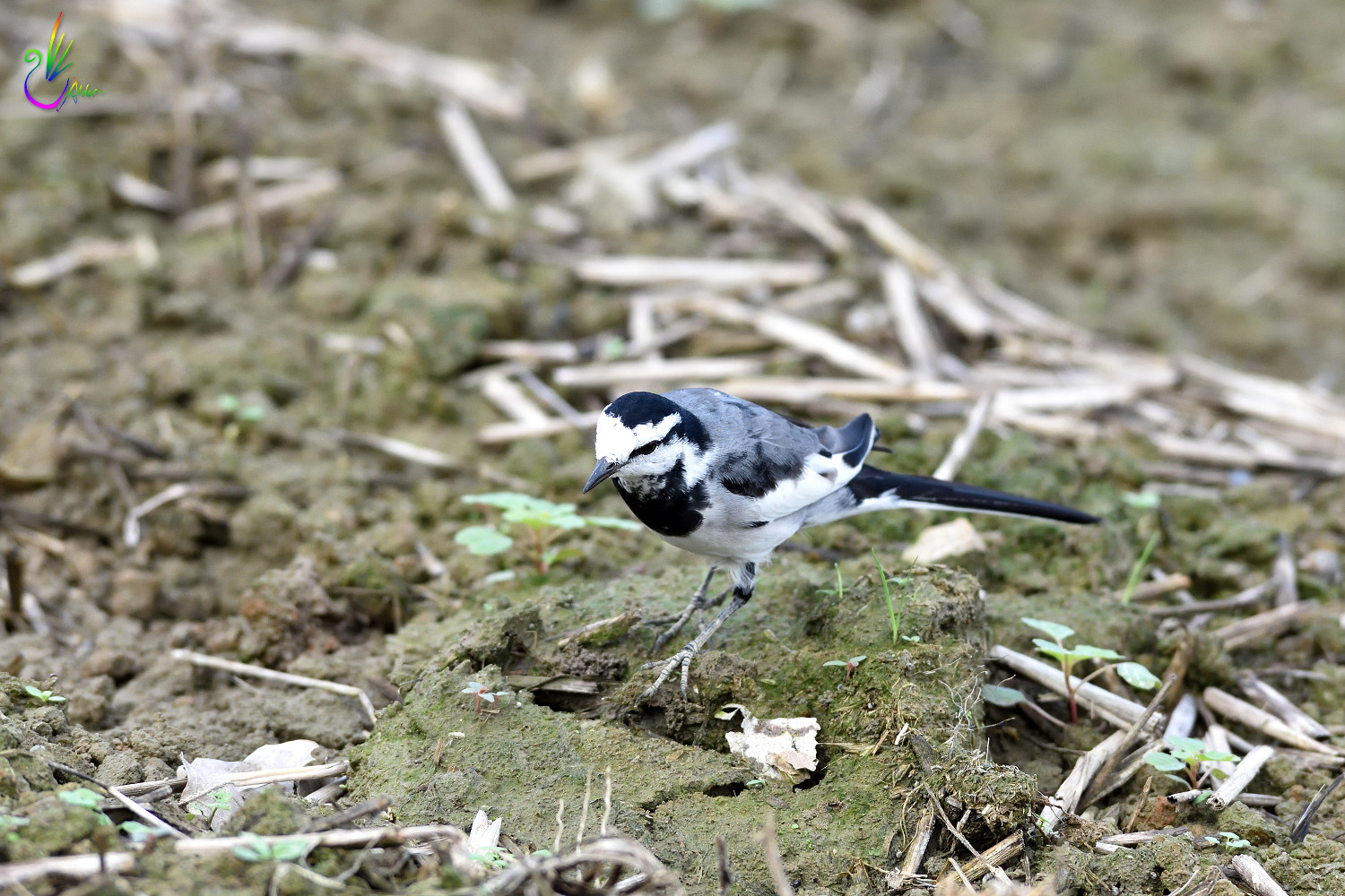 White_Wagtail_2508