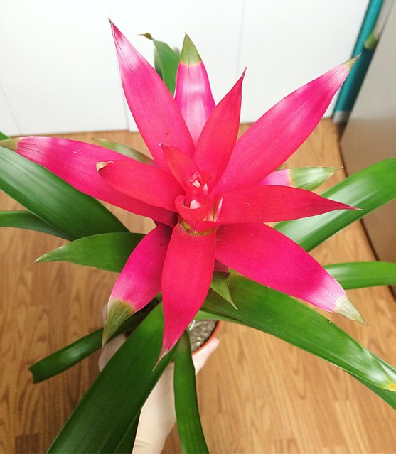 Finally bought a #bromeliad plant today. It matched my outfit, couldn't resist! 💖