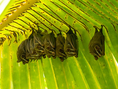 Tent-making Bat (Uroderma bilobatum), Costa Rica