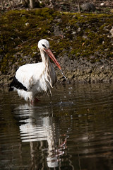 White stork in the water