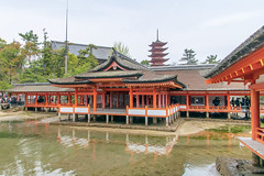 Shrine & torii