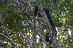 black monkey 4