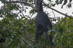 black monkey 5