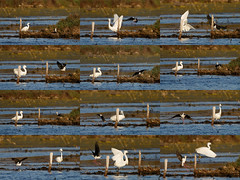 A Black-winged stilt puts  a Little egret bird to flight