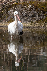 White stork in the water