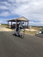 Cow at Cape Leeuwin
