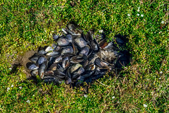 Seashells at low tide