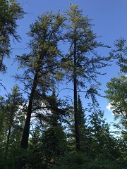 Jack pine, Pinus banksiana