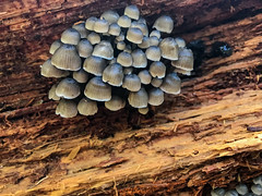 funghi on a trunk
