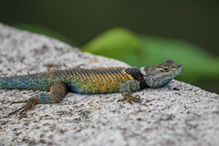 colorful little spiny lizard