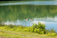 Geese at Silver Springs State Park