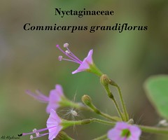 Commicarpus grandiflorus (A. Rich.) Standl.