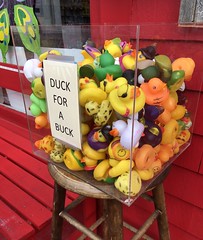 Duck for a Buck