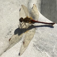 Dragonfly Wing Shadows