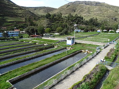 "Trucha" (trout) farm of Ingenio - "the" big attraction of the district