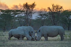 White rhinoceros family bonding at sunset at Lake Nakuru National Park, Kenya, East Africa