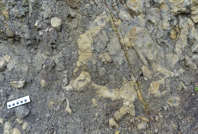 Burrows (Thalassinoides sp.) - Formación Cuevas Labradas (Lias) - Arroyofrío, Jurisdicción de Dehesa de Santiago (Albacete, España) - 04
