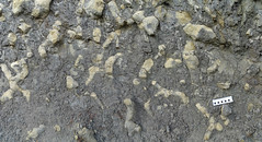 Burrows (Thalassinoides sp.) - Formación Cuevas Labradas (Lias) - Arroyofrío, Jurisdicción de Dehesa de Santiago (Albacete, España) - 02