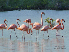 American Flamingo - Playa Larga, CU