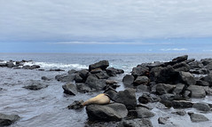 The Galápagos Sea Lion (Zalophus wollebaeki), Mosquera Islet, the Galápagos Islands, Ecuador.