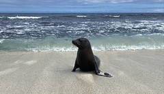 The Galápagos Sea Lion (Zalophus wollebaeki), Mosquera Islet, the Galápagos Islands, Ecuador.