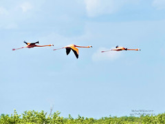 American Flamingos in Flight - Laguna Los Caballos, CU