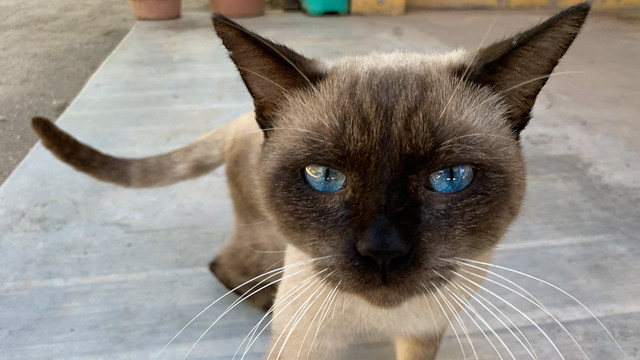 Blue-eyed cat.