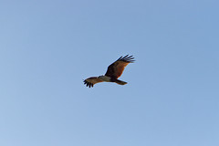 Brahminy Kite_Sea Eagle