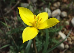 Tulipa de quatre pètals