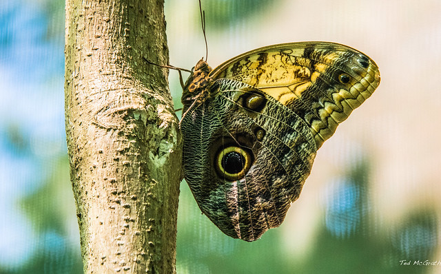 2020 - Regent Cruise - Coxen Hole - Mayan Eden Eco Park - Butterfly Garden