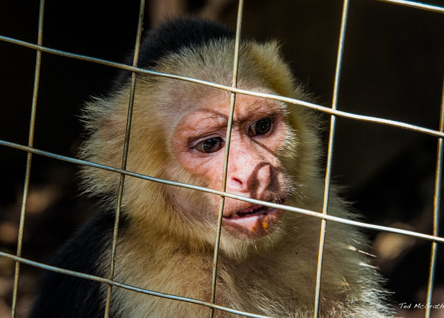 2020 - Regent Cruise - Coxen Hole - Mayan Eden Eco Park - Capuchin Monkey