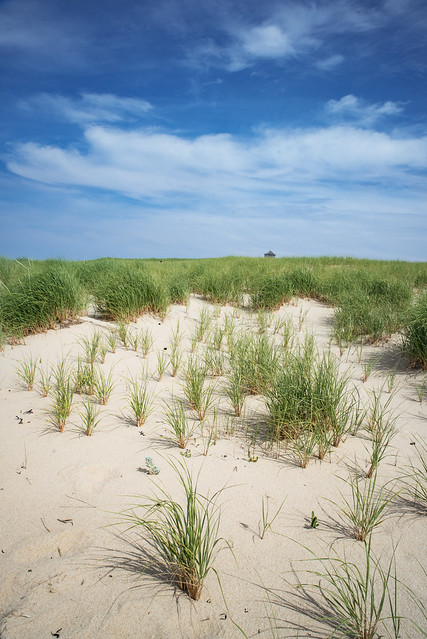 beachgrass dunes