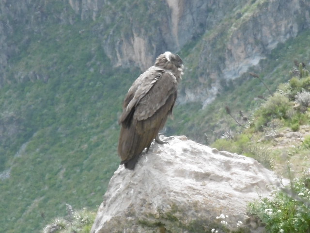 Cóndor en el Valle del Colca (Perú)