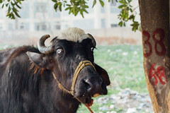 Strenge-Eyed Cow, Jhelum Pakistan