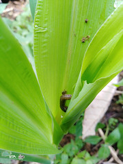 Maize plant infested with Fall army worm in Cameroon