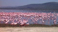 Flamingo lake