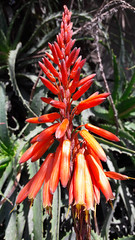 01524 Aloe arborescens, PLANTA PULPO