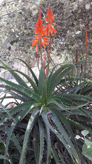 01523 Aloe arborescens, PLANTA PULPO