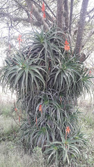 01522 Aloe arborescens, PLANTA PULPO