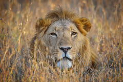 Male lion resting in the grassland in the early morning at Ol Pejeta Conservancy, Kenya, East Africa