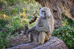 Father Baboon watches over his playful children at Lake Nakuru National Park, Kenya, East Africa